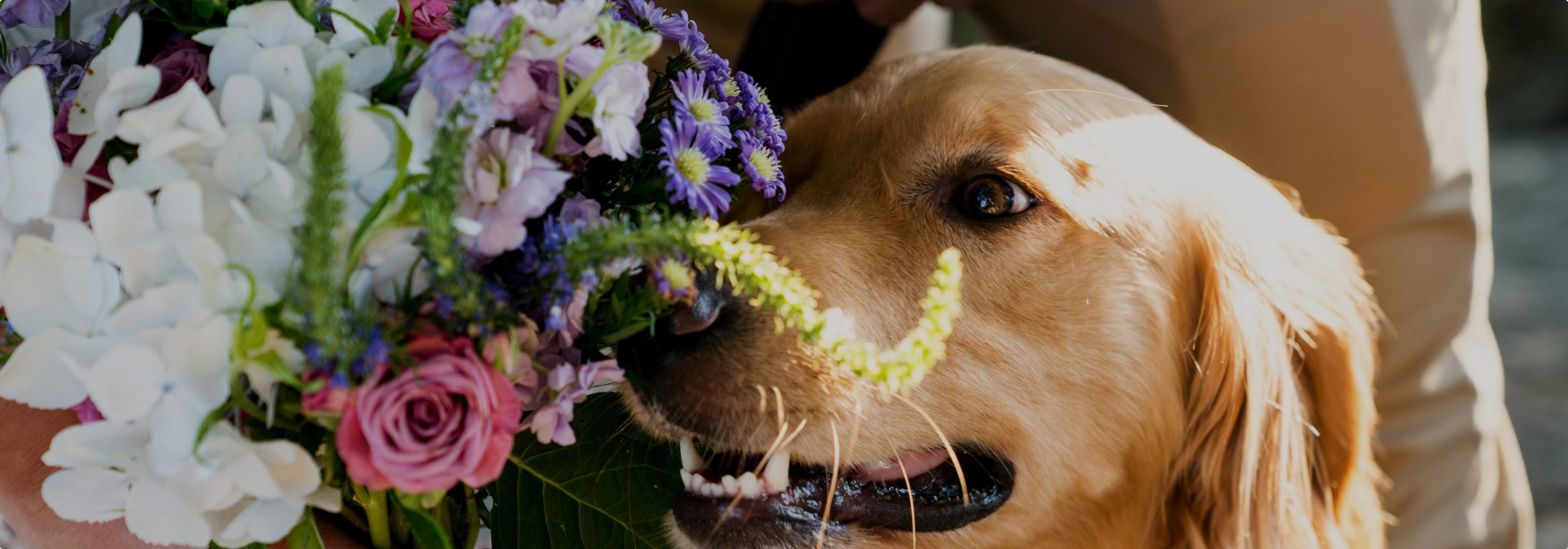 Dog at a wedding ceremony