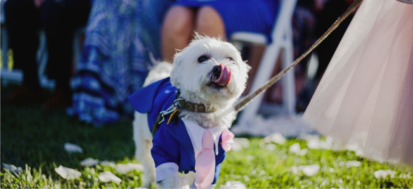 A dog on a lead