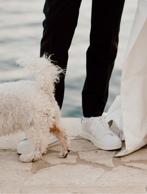 Dog at a wedding ceremony