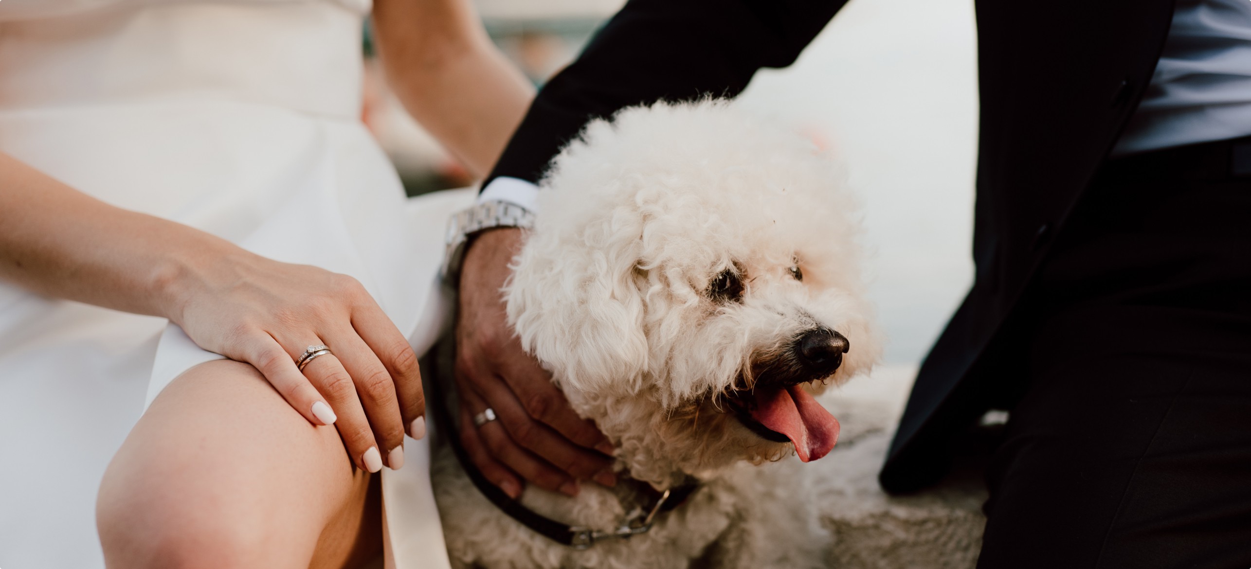A couple on their wedding day petting a dog