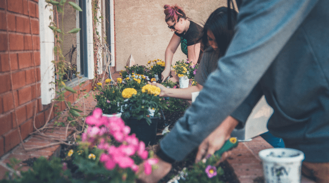 Growing Flowers