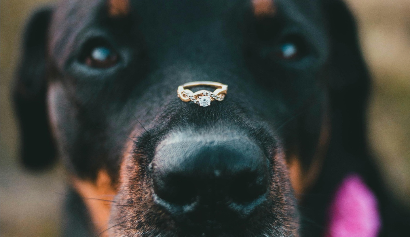 Engagement ring on a dogs nose