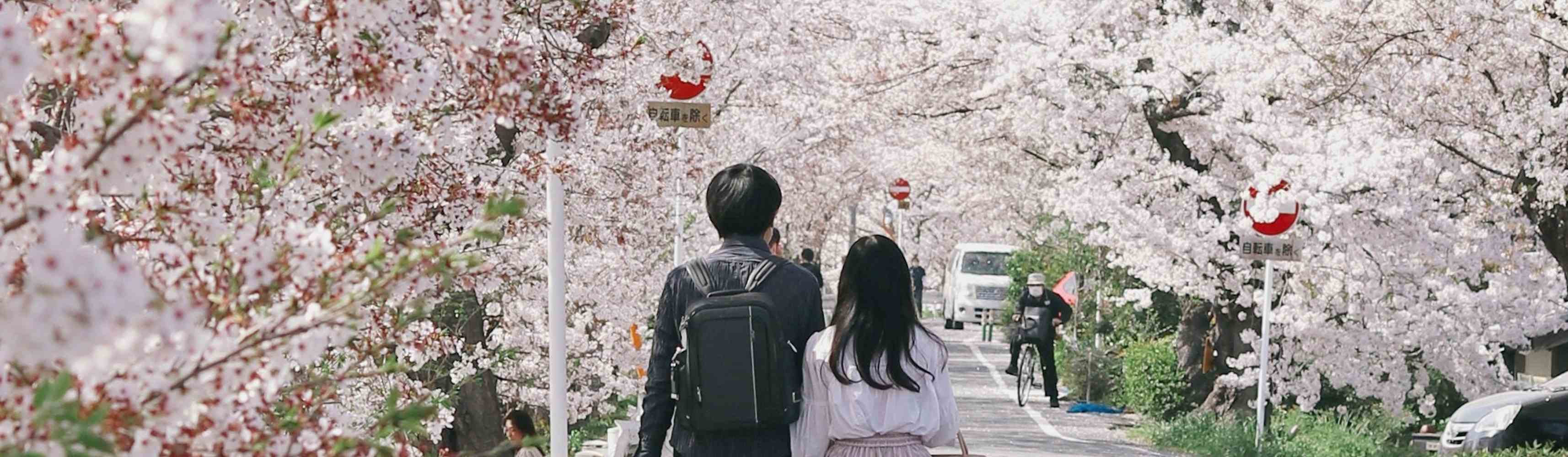 Couple walking under a tunnel of blooming cherry blossom trees on a quiet street lined with pink petals, capturing a serene and romantic springtime moment in Japan