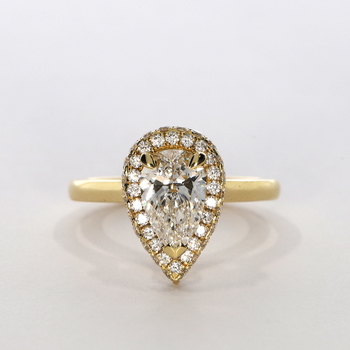 Cassia in Oro Amarillo 